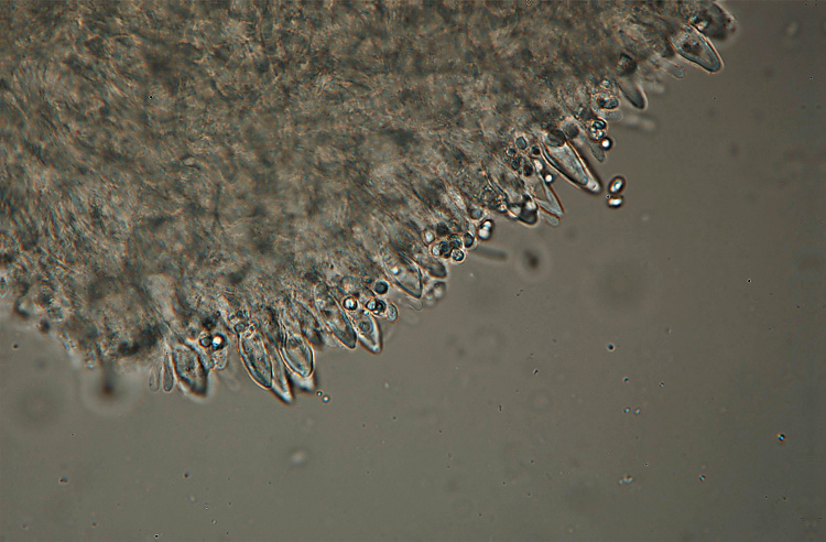 Climacocystis borealis (Fr.) Kotl. & Pouzar